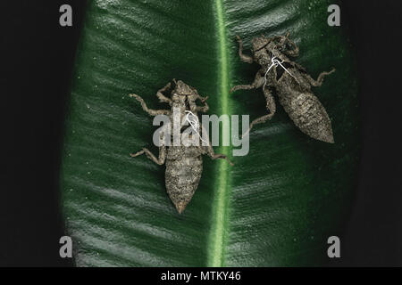 Due secche e abbandonata dragonfly bozzoli seduta sulla foglia verde su sfondo nero in superficie Foto Stock