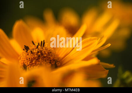 Bel bouquet di colore giallo brillante fiori Heliopsis helianthoides in una giornata di sole, close-up. Foto Stock