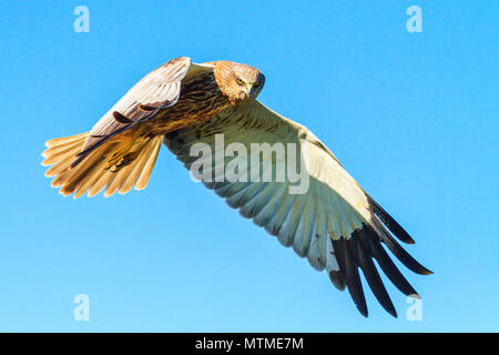 Harrier rivelando le ali battenti attraverso il cielo, natura selvaggia Foto Stock