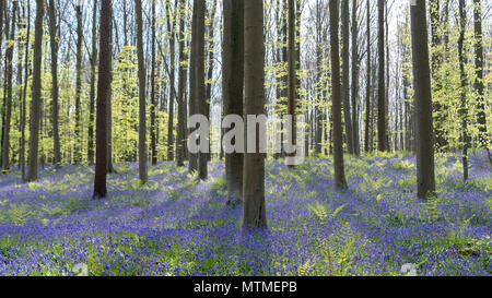 Paesaggio Hallerbos @ in Belgio. Si tratta di una foresta magica con bluebells tutto il luogo in primavera. Foto Stock