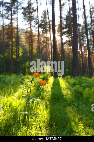 Globeflower in Siberia forest Foto Stock