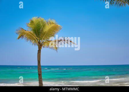 Palma da cocco lonely cresce su una spiaggia tropicale. Acque turchesi del Mar dei Caraibi. Riviera Maya Messico Foto Stock