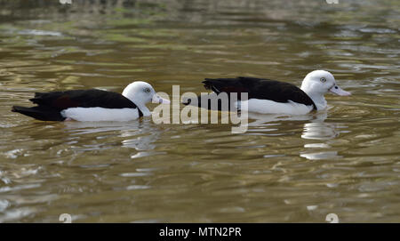 Radjah - Shelduck Tadorna radjah dalla Nuova Guinea coppia Foto Stock