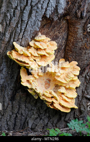 Pollo di boschi o ripiano di zolfo - Laetiporus sulfurei staffa giallo funghi che crescono su albero di quercia Foto Stock