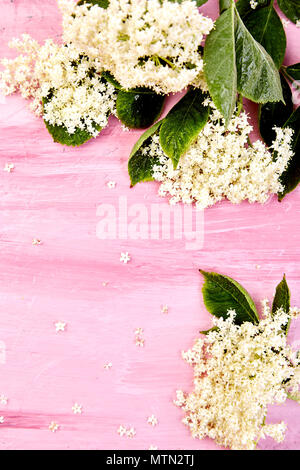 Fiori di sambuco su sfondo rosa. Il telaio da lâ Elderflower. Vista dall'alto. Lay piatto. Copia dello spazio. Foto Stock