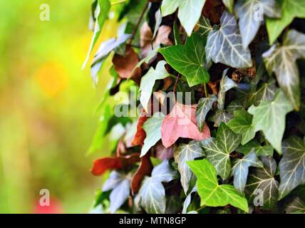 Primo piano di foglie d'edera. Verde pianta di edera su albero contro lo sfondo verde. Foto Stock