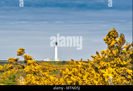 Faro COVESEA LOSSIEMOUTH BEACH Scozia colonna bianca e case circondate da giallo GORSE FIORI IN PRIMAVERA Foto Stock