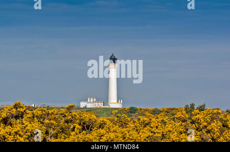 Faro COVESEA LOSSIEMOUTH BEACH Scozia colonna bianca circondata da giallo GORSE FIORI IN PRIMAVERA Foto Stock