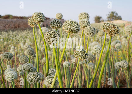 Vista della bellissima piantagione con Allium Piante di cipolla e simili a fiori di tarassaco in fasci al tramonto Foto Stock