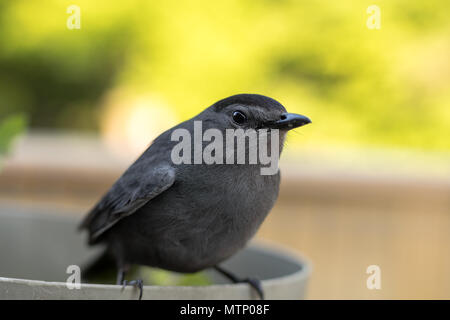 Grigio (Catbird Dumetella carolinensis) posatoi su una piantatrice in morbida luce mattutina Foto Stock