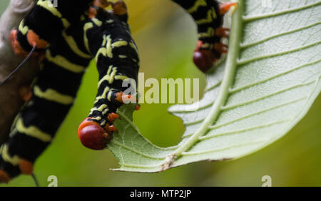 Tetrio sphinx (Pseudosphinx tetrio) larve sul Plumeria (frangipani) in Antigua - aka grigio gigante sphinx, frangipani hornworm, & plumeria caterpillar Foto Stock