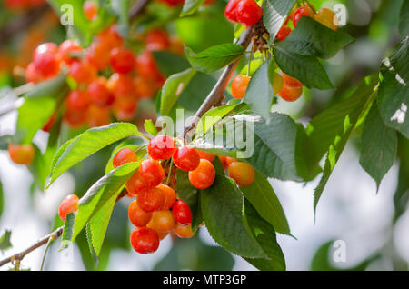 Mature e ciliegie acerbe appeso a un ramo con foglie verdi. Foto Stock