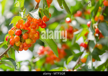 Mature e ciliegie acerbe appeso a un ramo con foglie verdi. Foto Stock