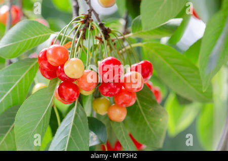 Mature e ciliegie acerbe appeso a un ramo con foglie verdi. Foto Stock