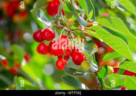Mature e ciliegie acerbe appeso a un ramo con foglie verdi. Foto Stock