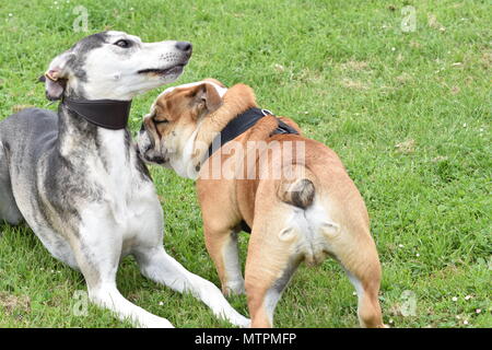 Cani che giocano Foto Stock