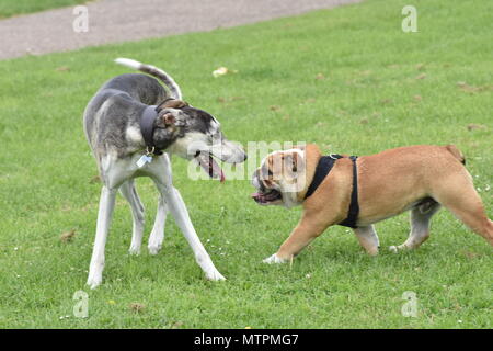 Cani che giocano Foto Stock