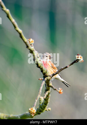 Linnet comune (Linaria cannabina) maschio, Regno Unito, maggio Foto Stock