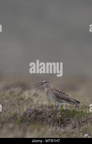 Whimbrel chiamando sulla brughiera in Shetland Scozia. Foto Stock