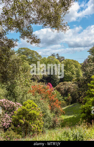 Valle di rododendro al centro del giardino Trebah, Cornwall, Regno Unito Foto Stock