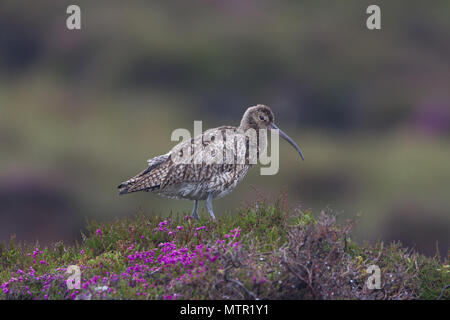 Un eurasian curlew (Numenius arquata) Appollaiato tra distese di erica viola, sulla brughiera sull Shetland Scozia. Foto Stock