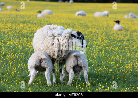 Alimentazione degli agnelli in campo ranuncolo, Broadway, Cotswolds AONB, Worcestershire, England, Regno Unito, Europa Foto Stock