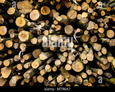 Woodpile fresca appena sceso Foto Stock