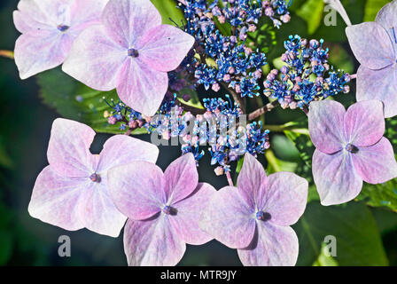 Luminose hydrangea pizzo fiore cappuccio di testa, messa a fuoco macro impilati. Foto Stock