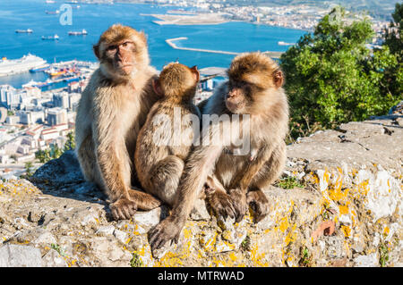 La Barberia scimmie macaco di Gibilterra. Il solo wild monkey popolazione del continente europeo. Attualmente ci sono oltre 300 individui che occupano t Foto Stock