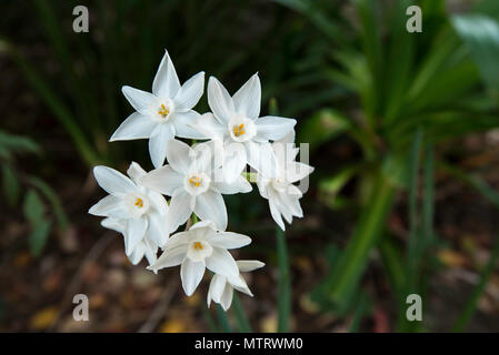 Una nuova fioritura Jonquil (Narcissus tazetta) in un giardino di Sydney Foto Stock