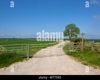 Un calcare agriturismo via con gate metallici nei pressi di un maturo il frassino e biancospino siepe con campi di grano e fiori di campo sotto un cielo blu nel Yorkshi Foto Stock