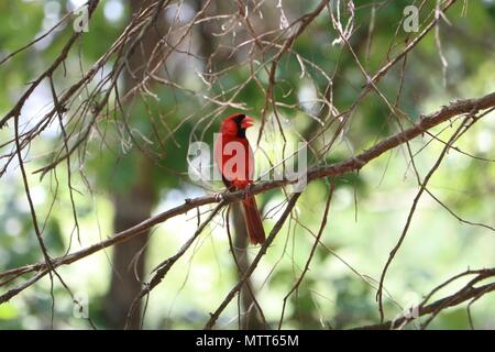 Il cardinale maschio cantando su un ramo di albero Foto Stock