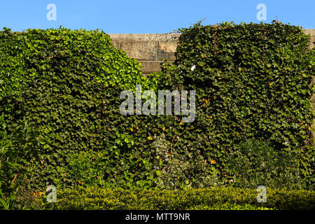Pietra di parete di mattoni ricoperti di edera rampicante Foto Stock