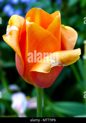 Unico orange tulip contro verde Foto Stock