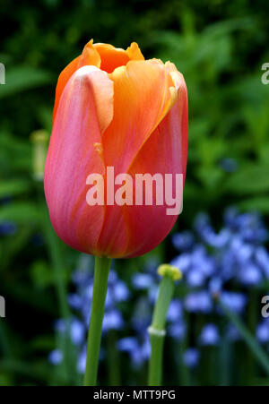 Unico orange tulip contro verde Foto Stock