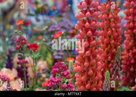 Londra REGNO UNITO, 2018. Rosso di stordimento di lupini dolci nel giardino artigianale al Chelsea Flower Show, ospitato da The Royal Horticultural Society. Foto Stock