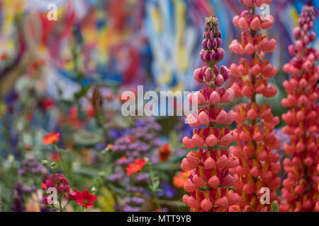 Londra REGNO UNITO, 2018. Rosso di stordimento di lupini dolci nel giardino artigianale al Chelsea Flower Show, ospitato da The Royal Horticultural Society. Foto Stock