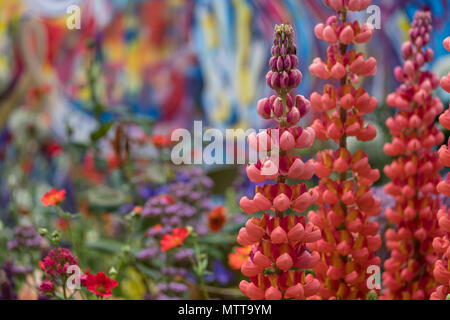 Londra REGNO UNITO, 2018. Rosso di stordimento di lupini dolci nel giardino artigianale al Chelsea Flower Show, ospitato da The Royal Horticultural Society. Foto Stock
