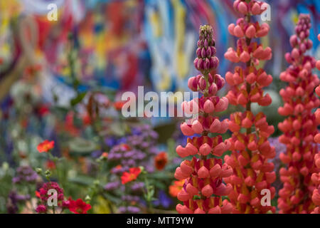 Londra REGNO UNITO, 2018. Rosso di stordimento di lupini dolci nel giardino artigianale al Chelsea Flower Show, ospitato da The Royal Horticultural Society. Foto Stock