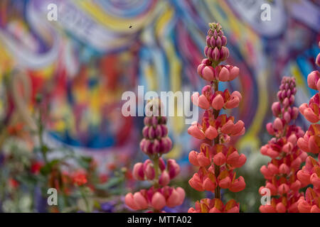Londra REGNO UNITO, 2018. Rosso di stordimento di lupini dolci nel giardino artigianale al Chelsea Flower Show, ospitato da The Royal Horticultural Society. Foto Stock