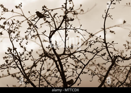 Paesaggio il ramo di un albero con passeri su uno sfondo con cielo Foto Stock