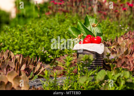 Foto orizzontale con il vecchio vintage stagno pieno di rosso le ciliege fresche. Il can è posto sulla pietra con molte piante e fiori intorno a. Il frutto è in stagno w Foto Stock