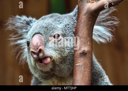Il Koala, presso lo zoo di Edimburgo, Edimburgo, Scozia, Regno Unito. Foto Stock