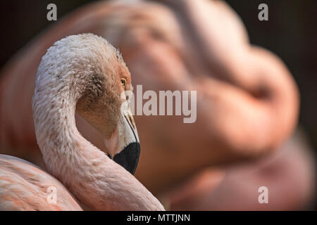Fenicottero rosa vicino al Zoo di Edimburgo, Edimburgo, Scozia, Regno Unito. Foto Stock