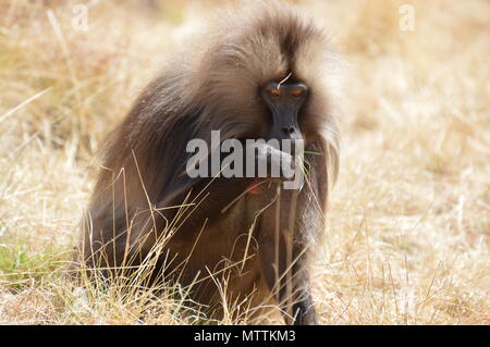 Babbuino Gelada mangiare erba in Simien Mountains, Etiopia Foto Stock