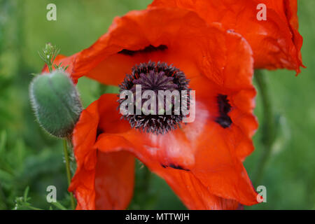 La bellezza del papavero Livermere Close-up Foto Stock