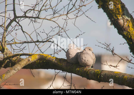 Coppia di collard colombe su un ramo Foto Stock