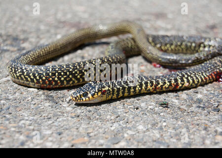 Serpente morti sulla strada Foto Stock