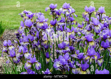 Iris sibirica fiori blu ' banish disfortune ' Irises siberian iris Foto Stock