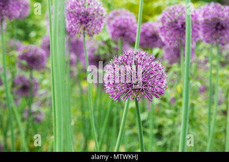 Allium jesdianum 'Early imperatore'. Cipolla ornamentali fiori in primavera. Regno Unito Foto Stock